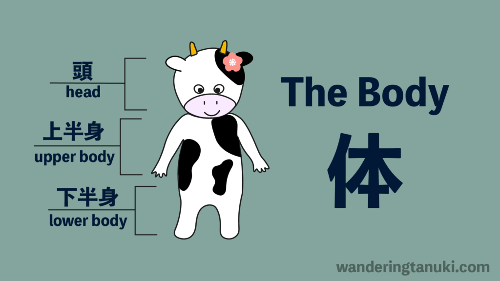 Body Parts In Japanese Vocabulary And Phrases Wanderingtanuki