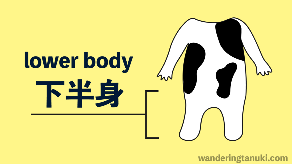 lower body parts in japanese