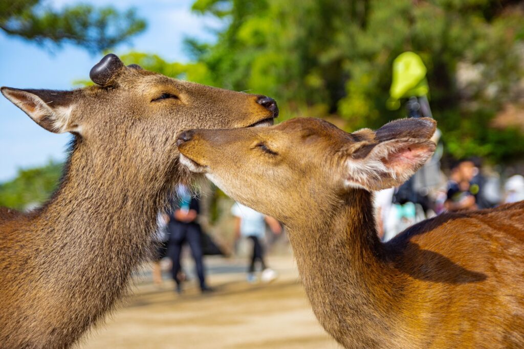 miyajima deer